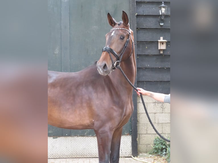 KWPN Giumenta 4 Anni 180 cm Baio scuro in Groot-Ammers