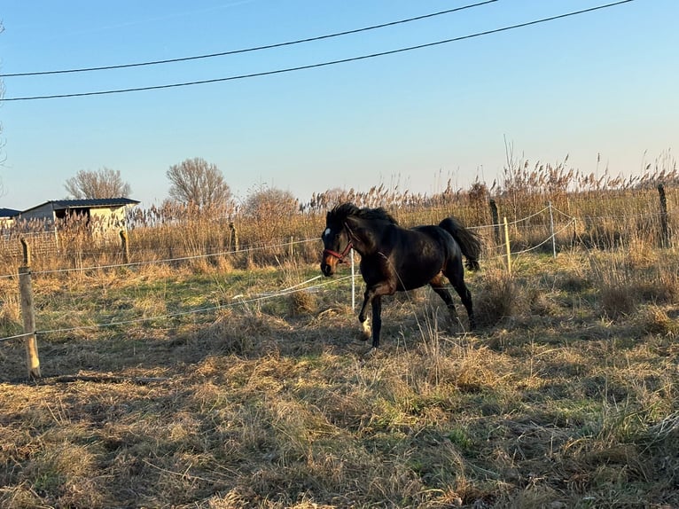 KWPN Giumenta 4 Anni Baio in De Haan