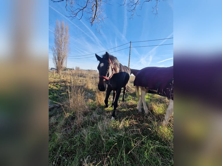 KWPN Giumenta 4 Anni Baio in De Haan