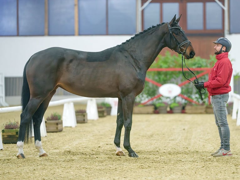 KWPN Giumenta 4 Anni Baio scuro in Münster-Handorf