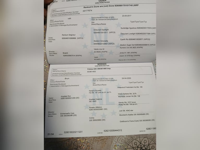 KWPN Giumenta 5 Anni 147 cm Baio in Gyula