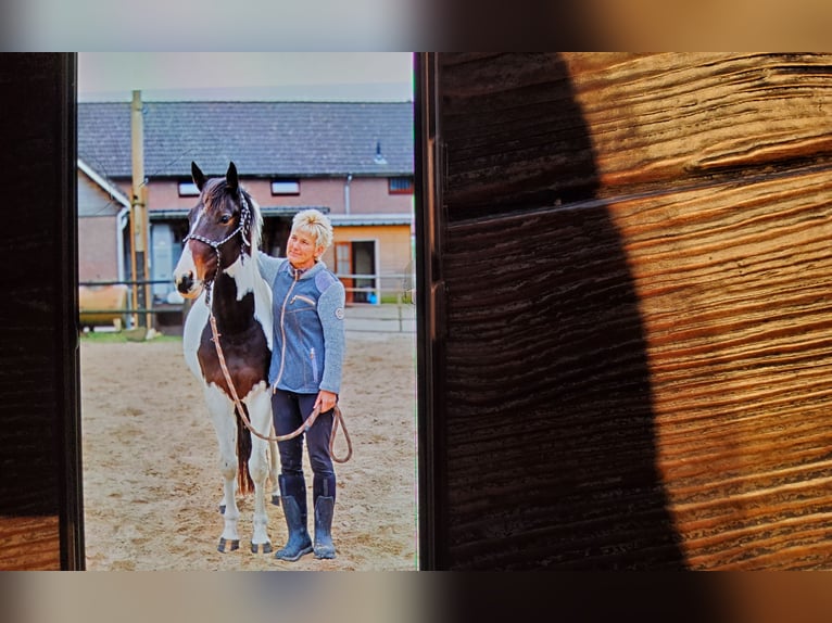 KWPN Giumenta 5 Anni 153 cm Pezzato in Loon op Zand