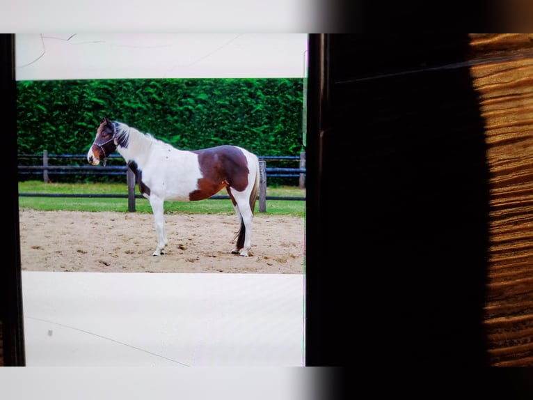 KWPN Giumenta 5 Anni 153 cm Pezzato in Loon op Zand