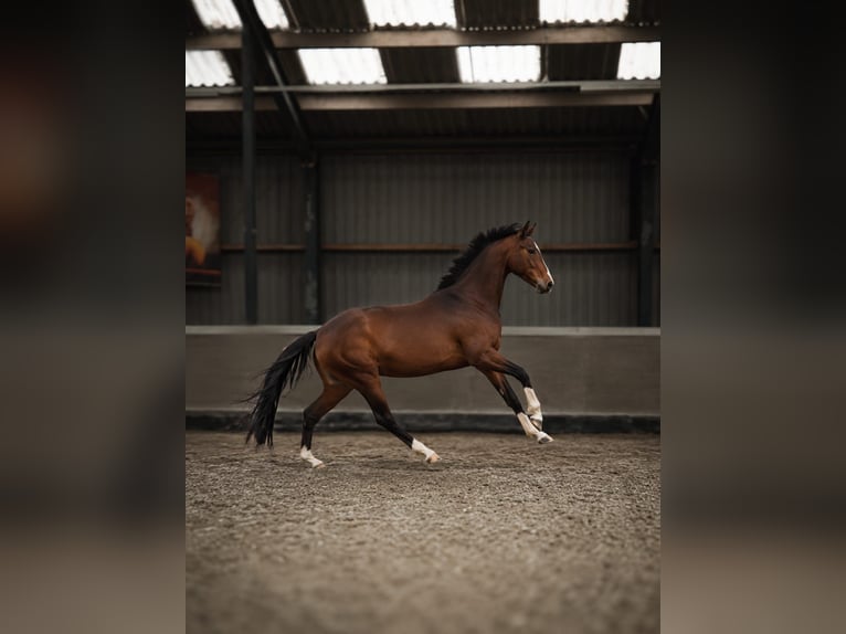 KWPN Giumenta 5 Anni 159 cm Baio in Mijdrecht