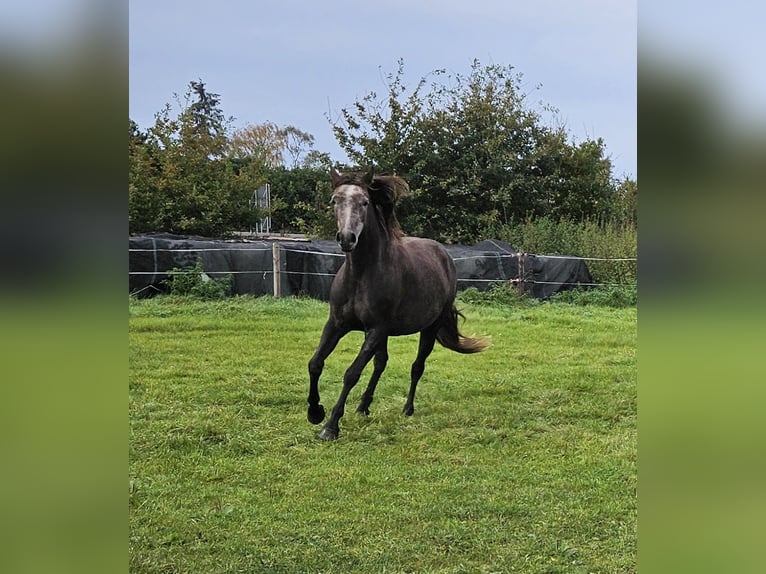 KWPN Mix Giumenta 5 Anni 159 cm Può diventare grigio in Bad Zwischenahn