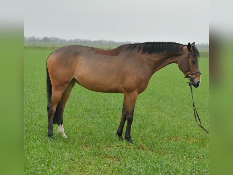 KWPN Giumenta 5 Anni 160 cm Baio in Geilenkirchen