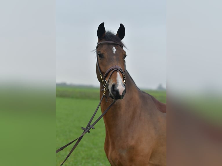 KWPN Giumenta 5 Anni 160 cm Baio in Geilenkirchen