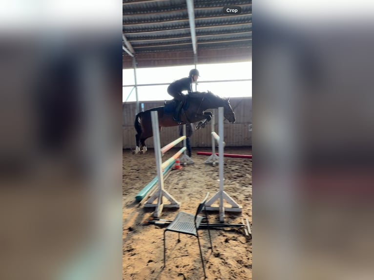 KWPN Giumenta 5 Anni 160 cm Baio scuro in vilnius