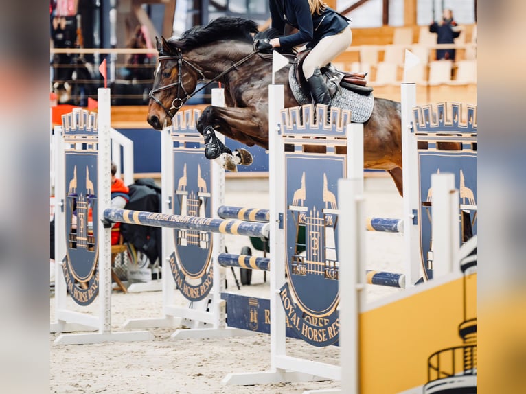 KWPN Giumenta 5 Anni 160 cm Baio scuro in vilnius