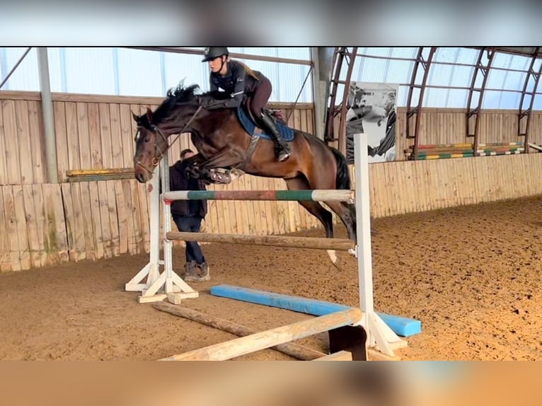 KWPN Giumenta 5 Anni 160 cm Baio scuro in vilnius