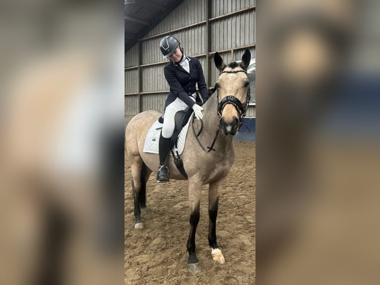 KWPN Giumenta 5 Anni 160 cm Falbo in Sm