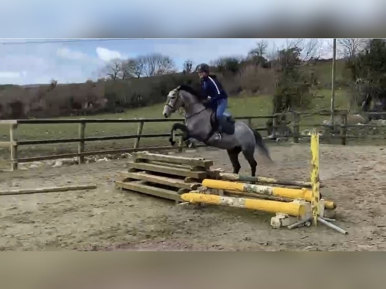 KWPN Giumenta 5 Anni 160 cm Grigio pezzato in Lille