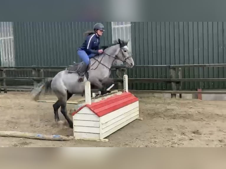 KWPN Giumenta 5 Anni 160 cm Grigio pezzato in Lille