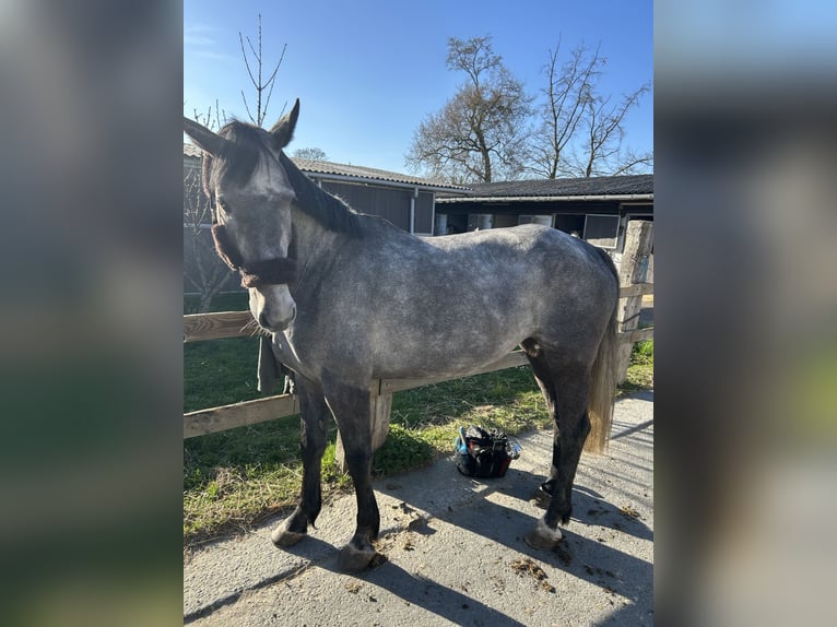 KWPN Giumenta 5 Anni 160 cm Grigio pezzato in Lille