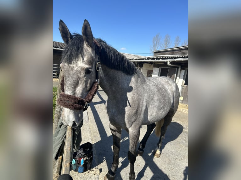 KWPN Giumenta 5 Anni 160 cm Grigio pezzato in Lille