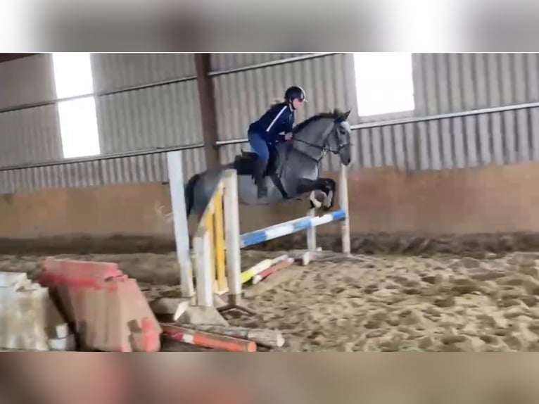 KWPN Giumenta 5 Anni 160 cm Grigio pezzato in Lille