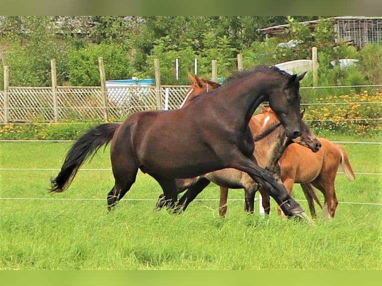 KWPN Giumenta 5 Anni 160 cm Morello in Hankensbüttel