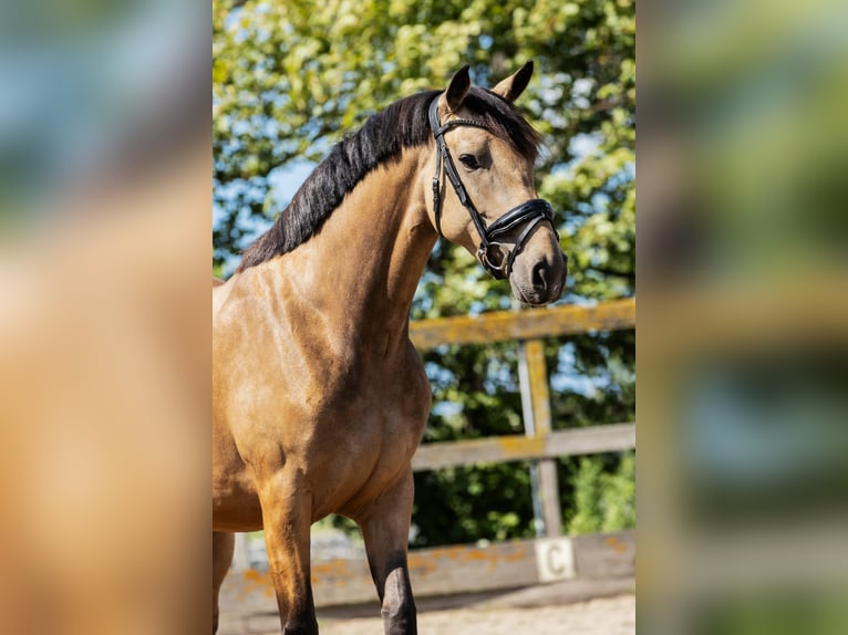 KWPN Giumenta 5 Anni 160 cm Pelle di daino in Poeldijk