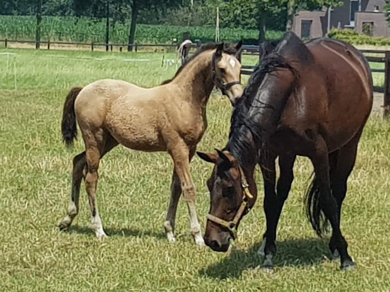 KWPN Giumenta 5 Anni 160 cm Pelle di daino in Poeldijk