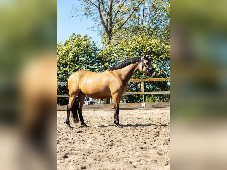 KWPN Giumenta 5 Anni 160 cm Pelle di daino in Poeldijk