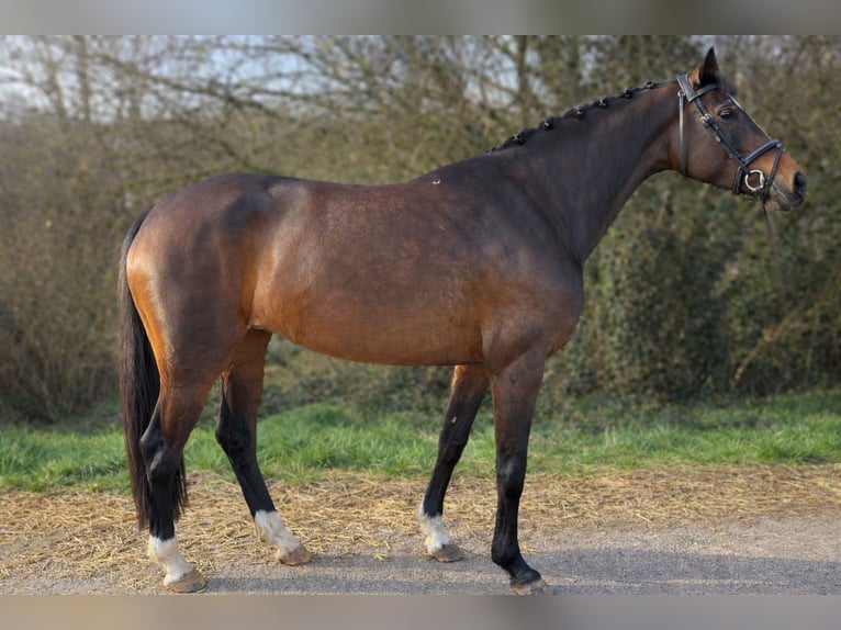 KWPN Giumenta 5 Anni 161 cm Baio scuro in Langenselbold