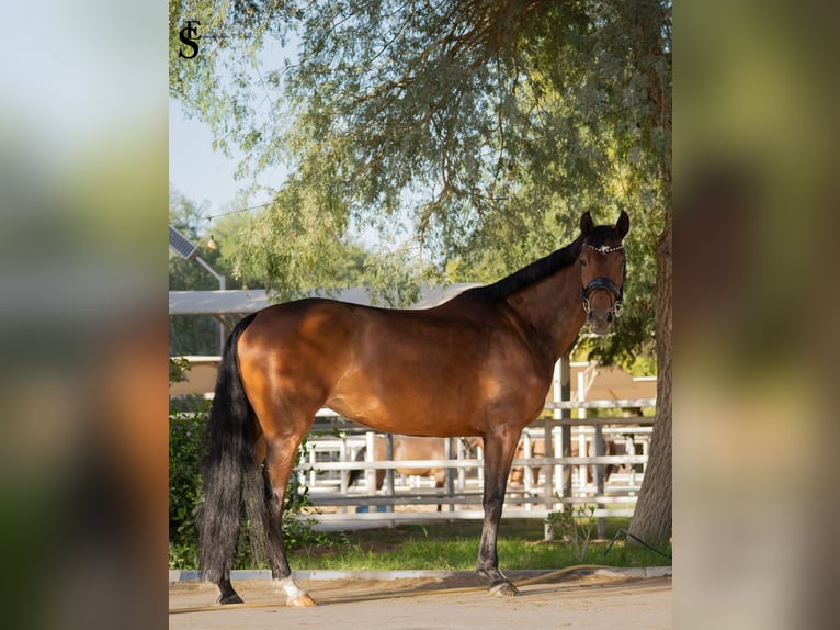 KWPN Giumenta 5 Anni 161 cm Baio scuro in Dubai