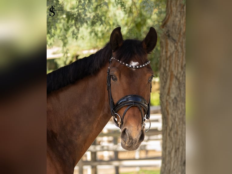 KWPN Giumenta 5 Anni 161 cm Baio scuro in Dubai