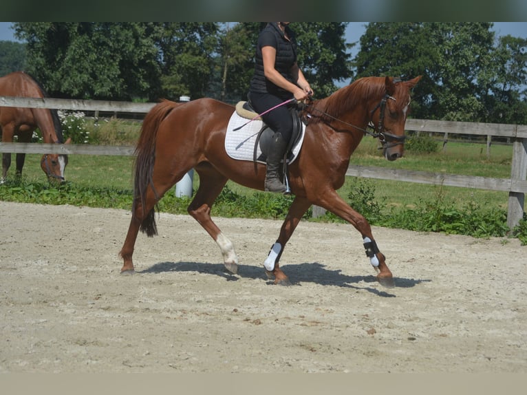 KWPN Giumenta 5 Anni 161 cm Sauro in Breda