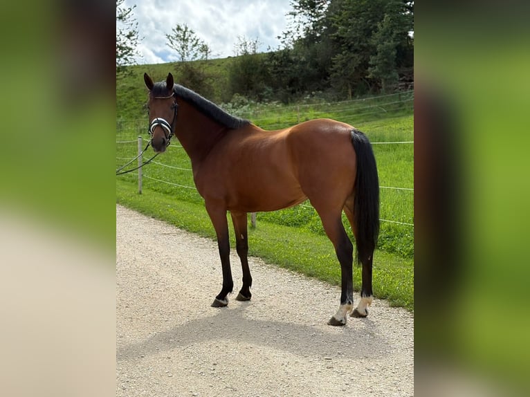 KWPN Giumenta 5 Anni 162 cm Baio in Westerheim