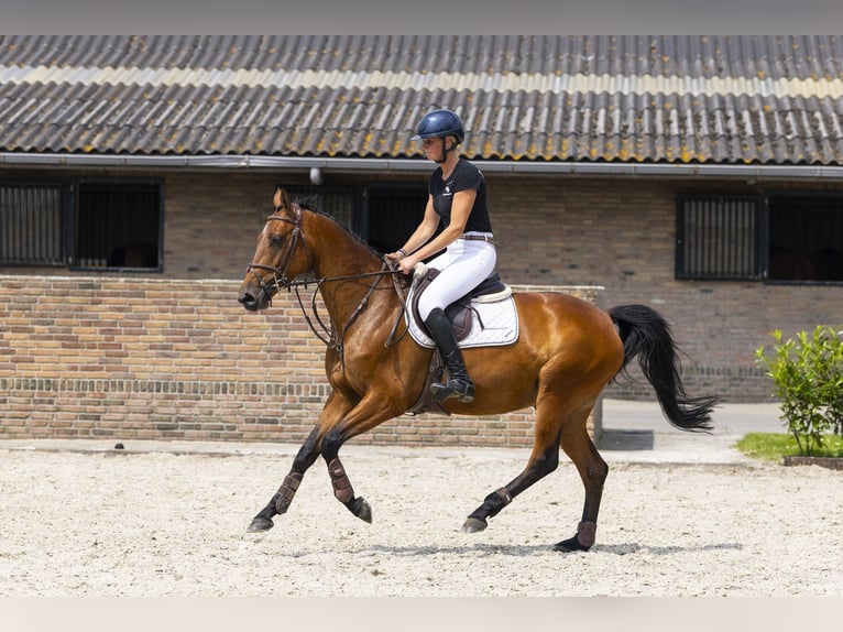 KWPN Giumenta 5 Anni 162 cm Baio in Waddinxveen