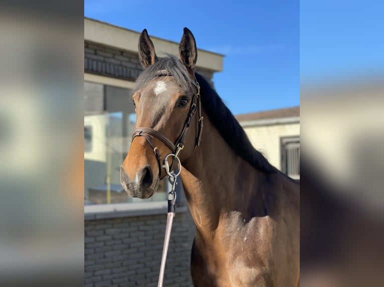 KWPN Giumenta 5 Anni 162 cm Baio scuro in Sint-Niklaas