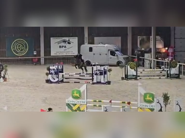 KWPN Giumenta 5 Anni 162 cm Baio scuro in Sint-Niklaas