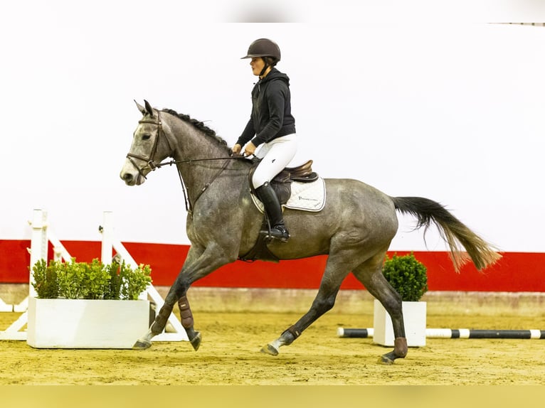 KWPN Giumenta 5 Anni 162 cm Grigio pezzato in Waddinxveen