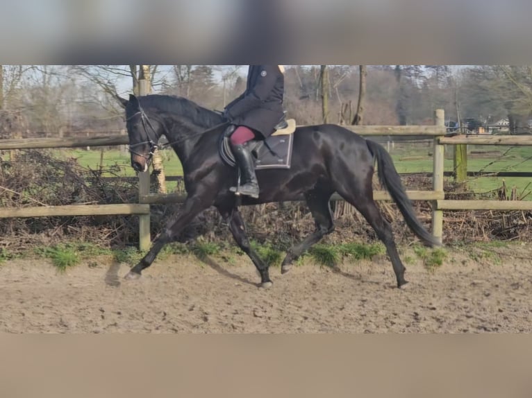 KWPN Giumenta 5 Anni 162 cm Morello in Wachtendonk