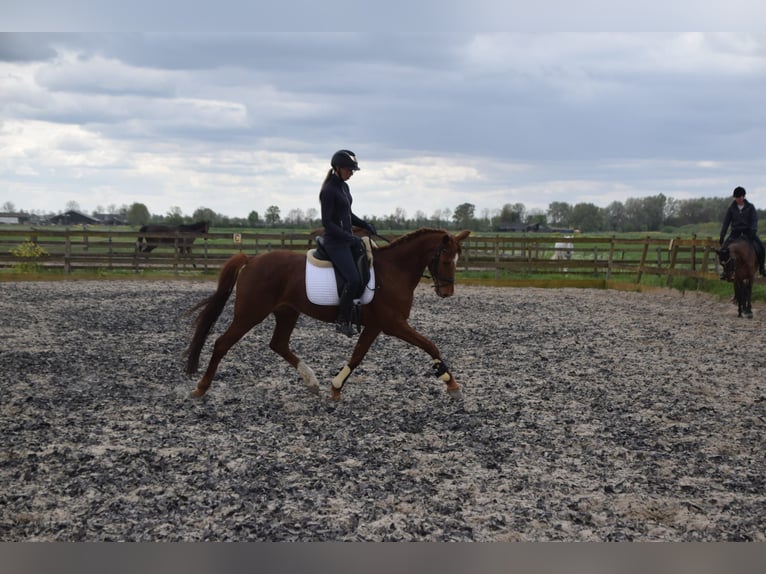 KWPN Giumenta 5 Anni 162 cm Sauro in Brakel
