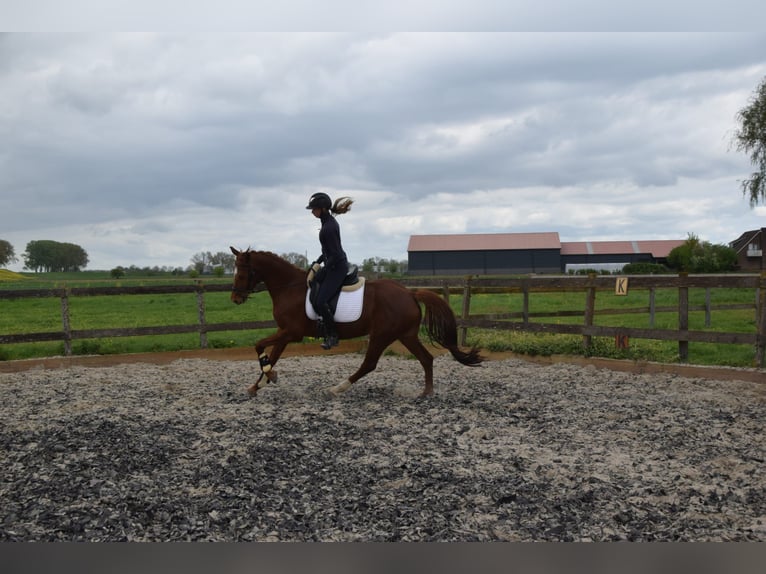 KWPN Giumenta 5 Anni 162 cm Sauro in Brakel
