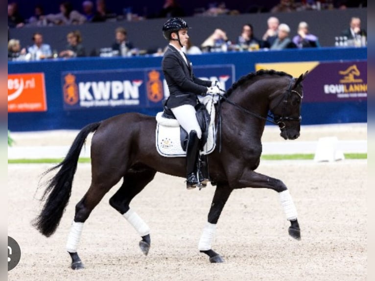 KWPN Giumenta 5 Anni 163 cm Baio in Best