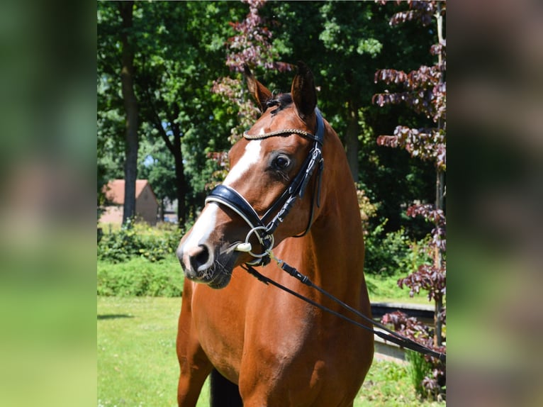 KWPN Giumenta 5 Anni 163 cm Baio in Best