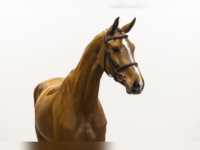 KWPN Giumenta 5 Anni 163 cm Baio in Waddinxveen