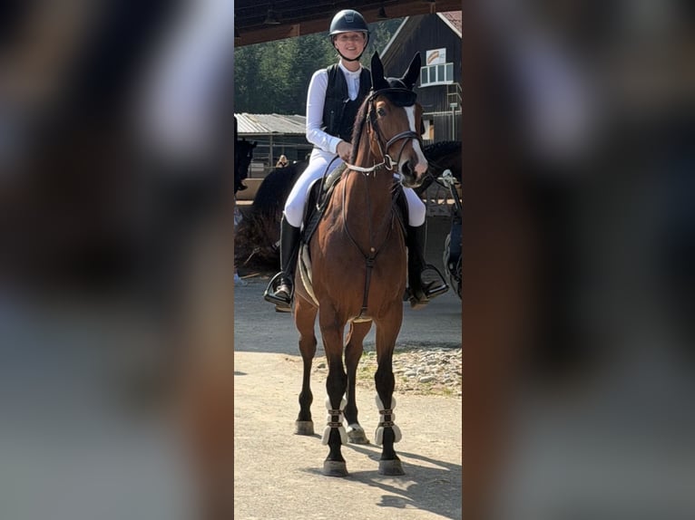 KWPN Giumenta 5 Anni 163 cm Baio in Wangen