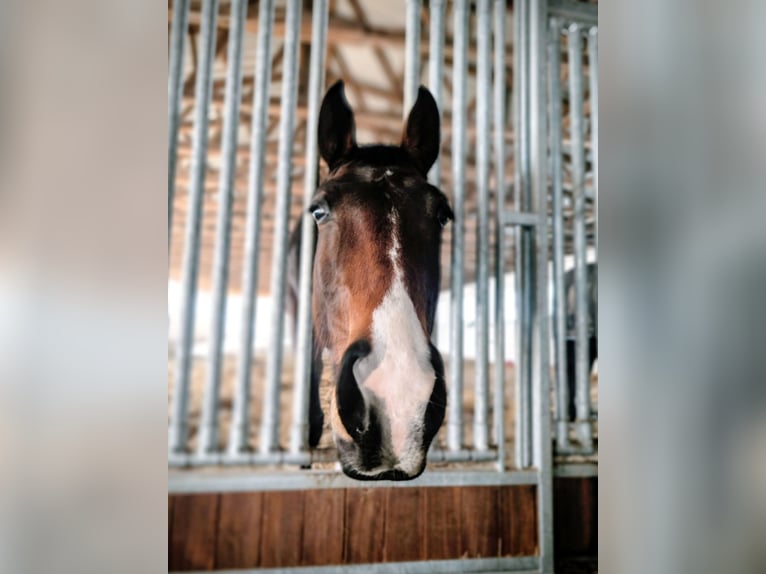 KWPN Giumenta 5 Anni 163 cm Baio scuro in Delitzsch