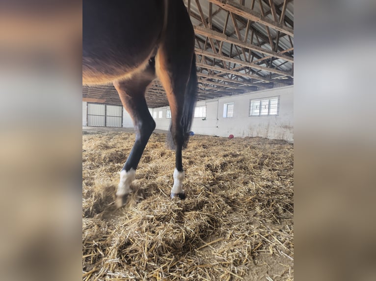 KWPN Giumenta 5 Anni 163 cm Baio scuro in Delitzsch