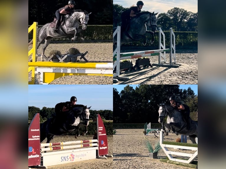 KWPN Giumenta 5 Anni 163 cm Grigio in Beilen