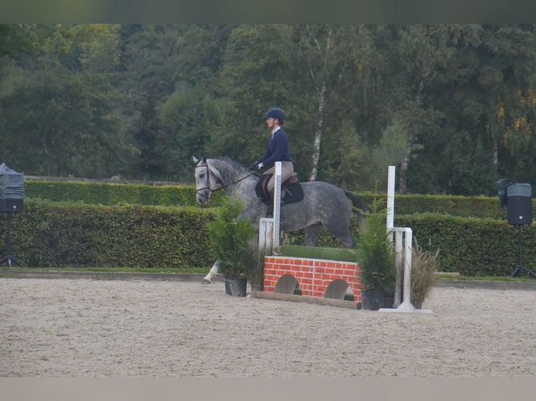 KWPN Giumenta 5 Anni 163 cm Grigio in Beilen