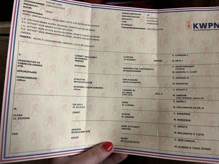 KWPN Giumenta 5 Anni 163 cm Morello in Margraten KWPN Giumenta 5 Anni 163 cm Morello in Margraten