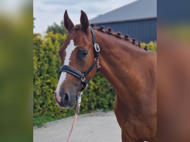 KWPN Giumenta 5 Anni 163 cm Sauro in Kaldenkirchen