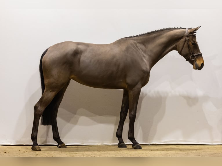 KWPN Giumenta 5 Anni 164 cm Baio in Waddinxveen