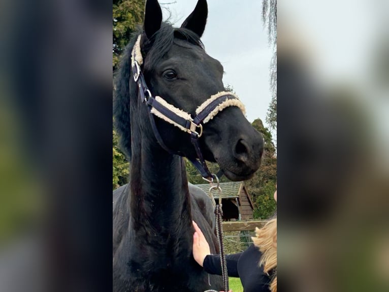 KWPN Giumenta 5 Anni 164 cm Morello in Oostrum-Venray