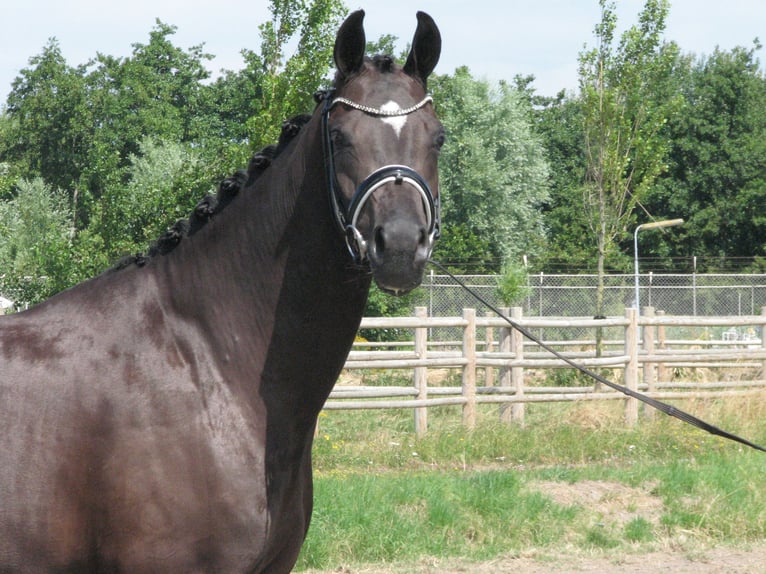 KWPN Giumenta 5 Anni 164 cm Morello in Rijnsburg