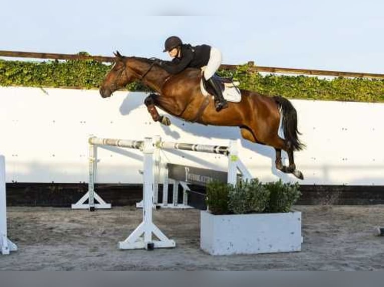 KWPN Giumenta 5 Anni 165 cm Baio in Waddinxveen